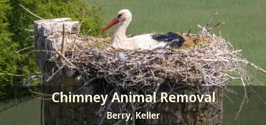 Chimney Animal Removal Berry, Keller - TX
