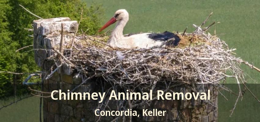 Chimney Animal Removal Concordia, Keller - TX