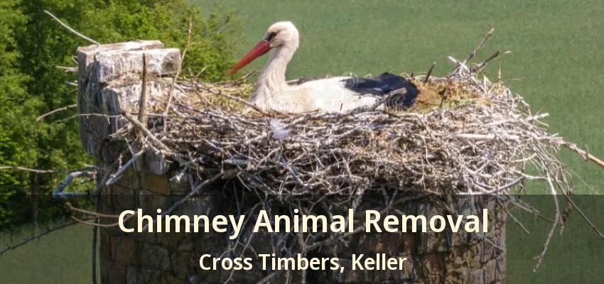 Chimney Animal Removal Cross Timbers, Keller - TX