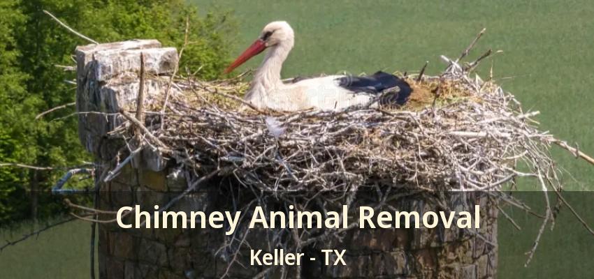 Chimney Animal Removal Keller - TX