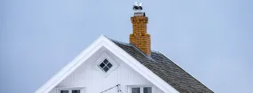 Chimney Nest Removal Keller